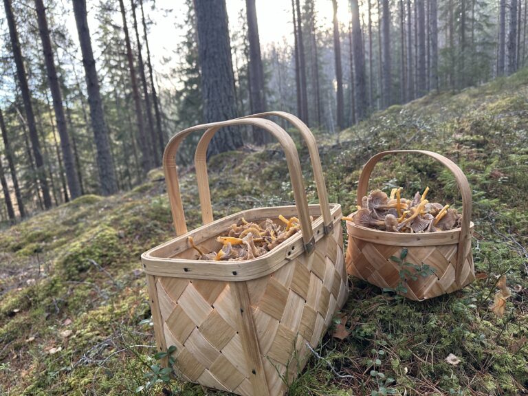 Naturen i Siljansbygden levererar!